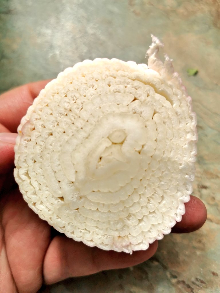 Can ye guess what this is? Bought in <a href="/FRESH__AVENUE/">Fresh Avenue</a>