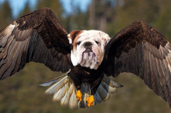ISWIMWITHFISH's tweet photo. @EROCK_Eagles FLY DAWGS FLY https://t.co/ZjcXHcy3WO