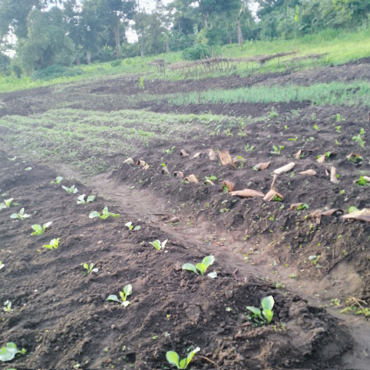 sirisite41798's tweet photo. Knowledge is wealth#organic farming https://t.co/lS3SoVH8cP