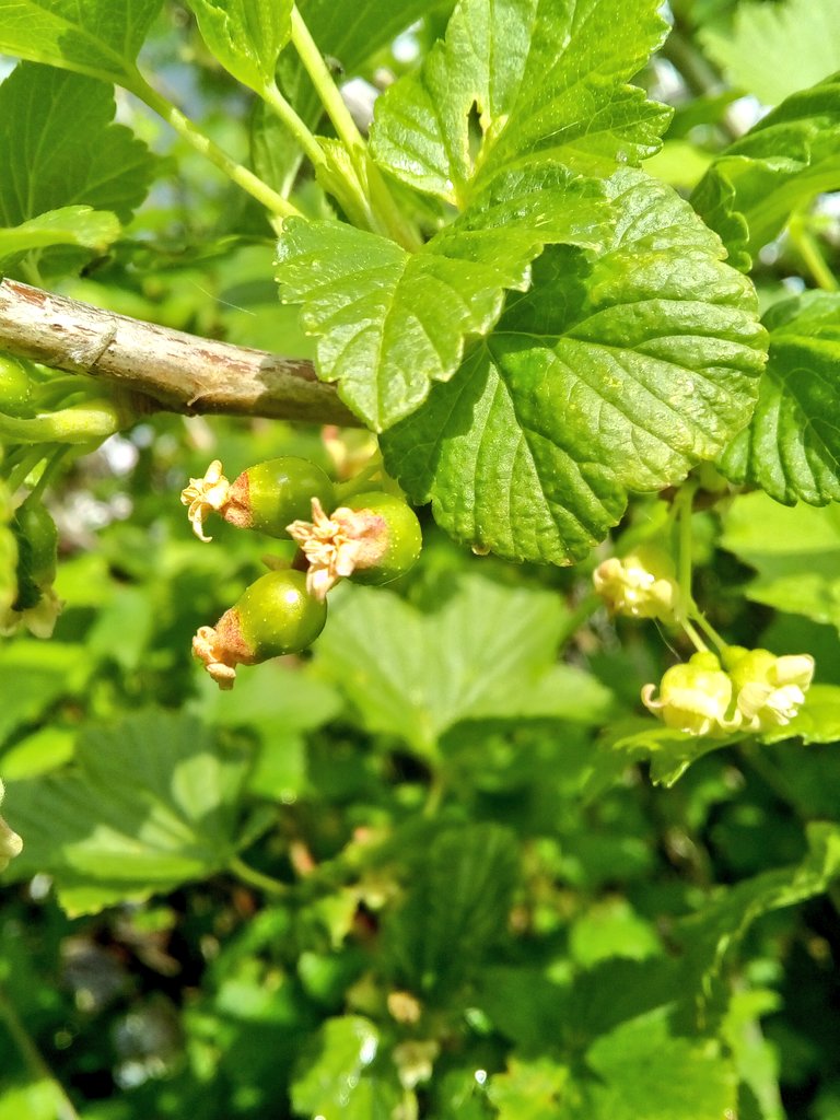 mrkevstocks's tweet image. #blackcurrant