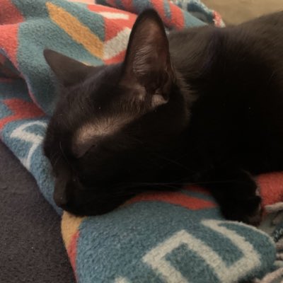 #NewProfilePic im cute 😺😺😺😺 and sleepy 😺😺😺😺