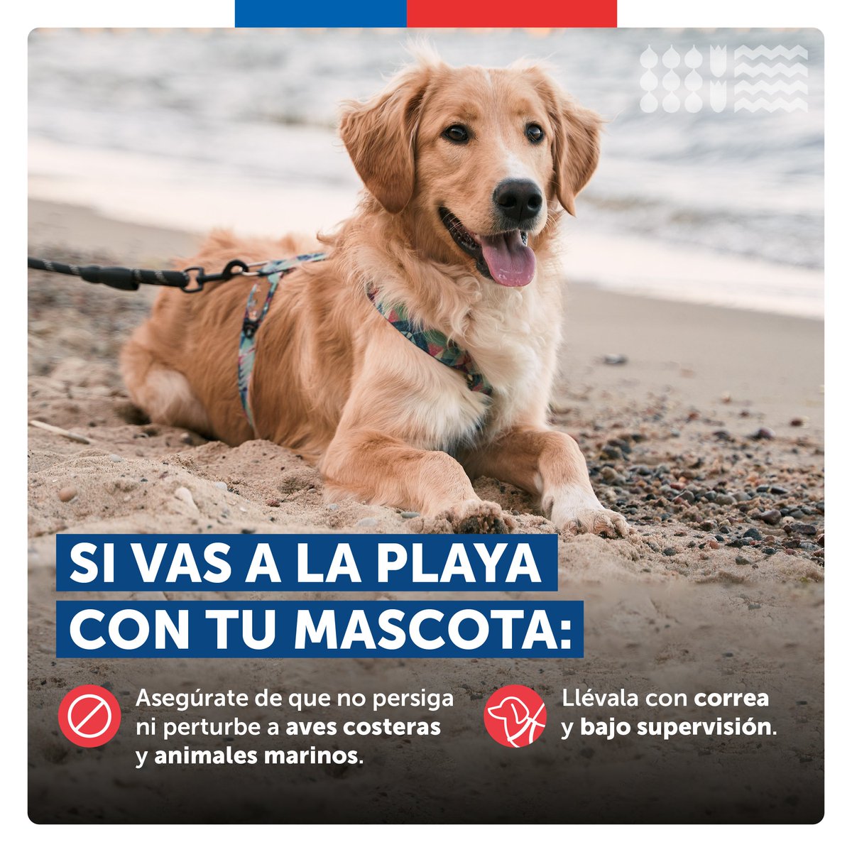 Si este fin de semana largo vas a la playa con tus mascotas, asegúrate que no perturbe ni ataque animales marinos pues ellos, además de ser fauna protegida, pueden transmitir enfermedades. ¡Cuidémonos!