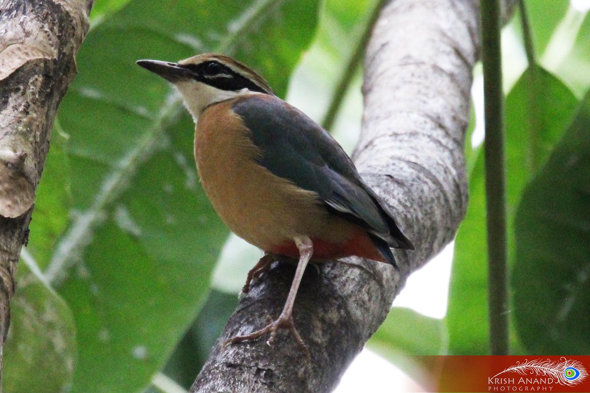 anandck's tweet photo. Rare Sighting - Indian Pitta at South Bangalore - by Krish Anand #birds #birdphotography #birdsofindia #bangalorecity #timesofindia #bangaloremirror https://t.co/3QyCl11ydy