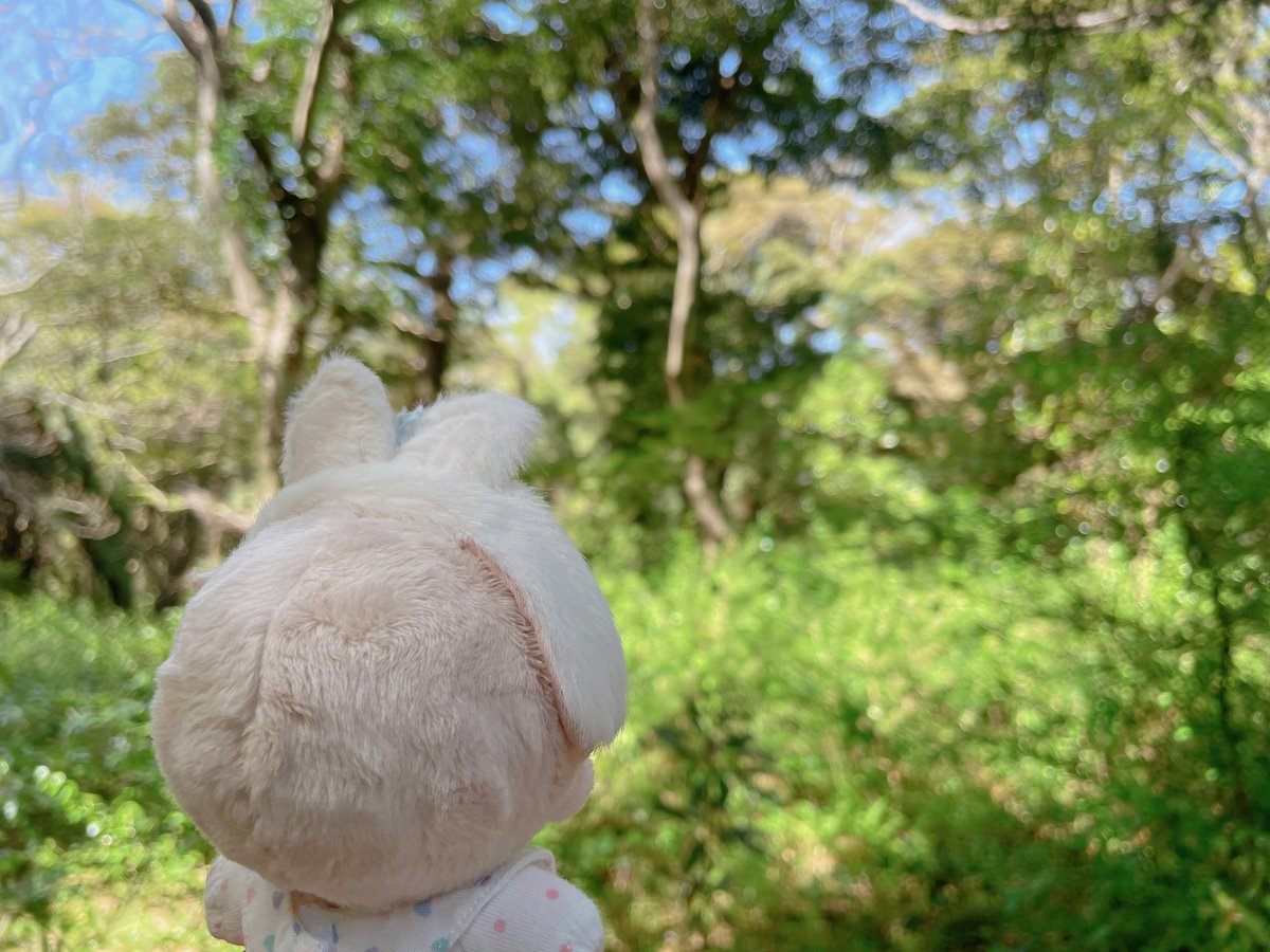 sunlight__83's tweet photo. 숲 속의 밤비 (⸝⸝ㆁ.ㆁ⸝⸝)🌲🌳 https://t.co/eaKSvMp5WE