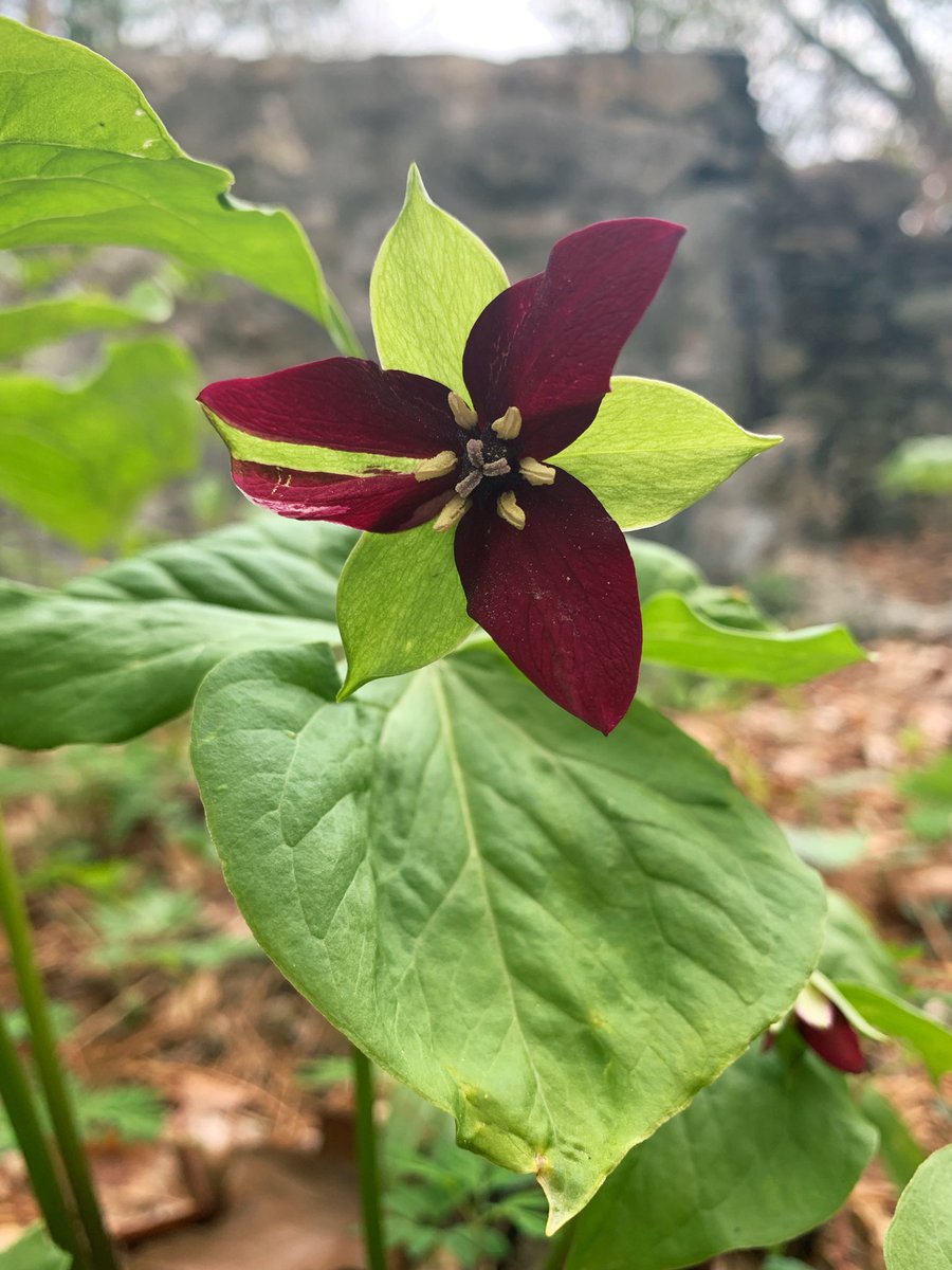0_minyaaa's tweet image. Always lovely to see trilliums, but what’s more interesting (sorry trillium!) is to find green stripes in their petals. This is not a pigmentation pattern willingly made by the plant, rather, it’s caused by obligate bacteria parasites called phytoplasmas.