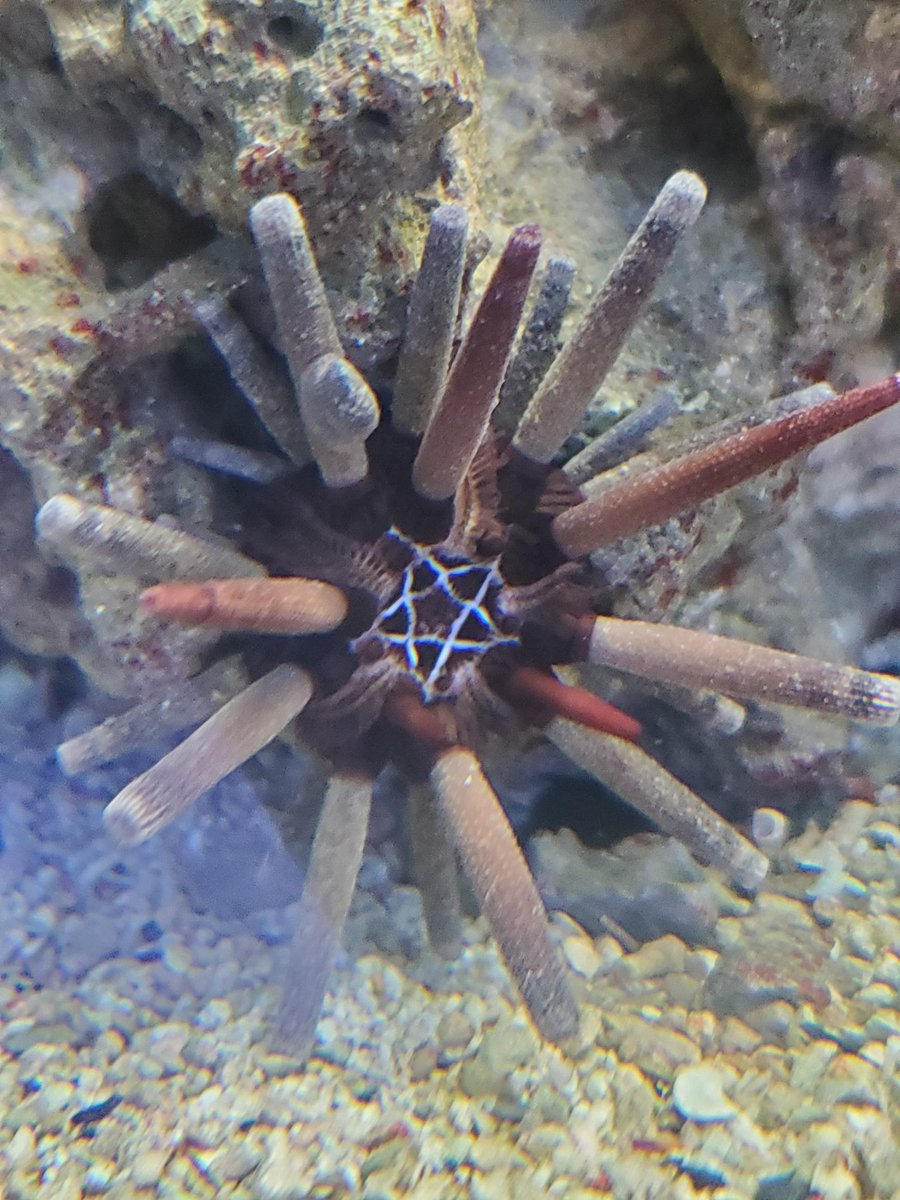 This urchin must be a death metal fan.
