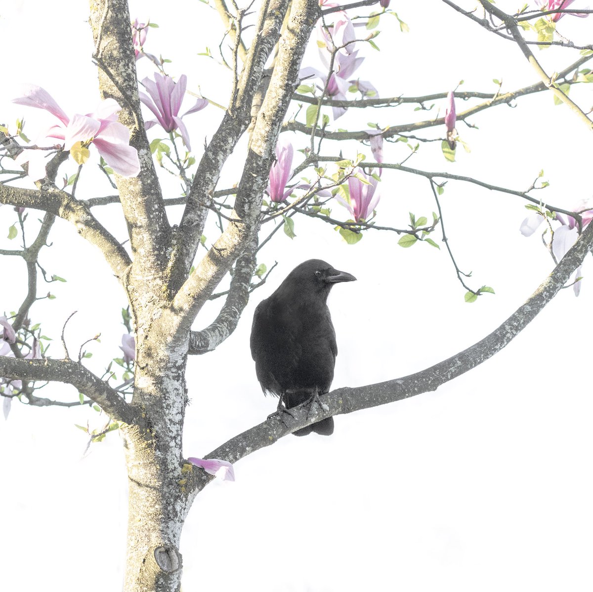 Magnolia crow this morning. #crowwatching