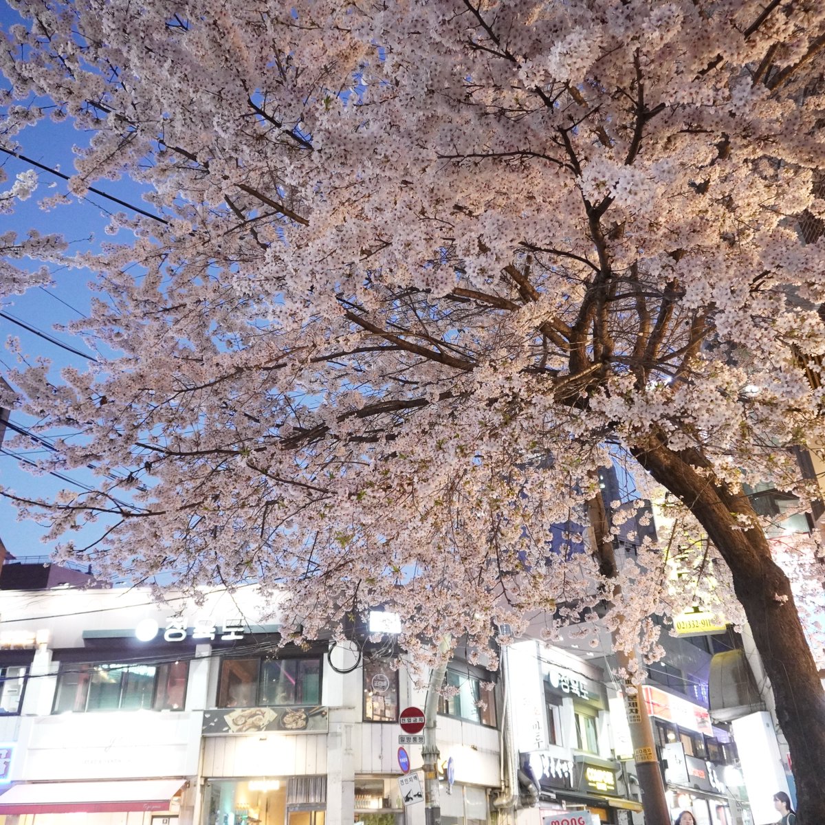 studio_diddu's tweet photo. 4월의 만개
#photography #photo #photooftheday #사진 #스냅  #sony #sonycamera #sonyphotography #zve10 https://t.co/XDUtlZI9R6