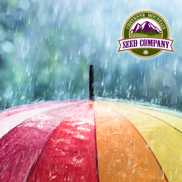 CheyenneSeed's tweet photo. Happy April Showers! It's raining deals! Right now, all retail packs are 20% off – choose your size (from 20 to 1000 seeds) and your strain! Shop now! https://t.co/eOozKZYMRO https://t.co/CoaZAvj0jQ