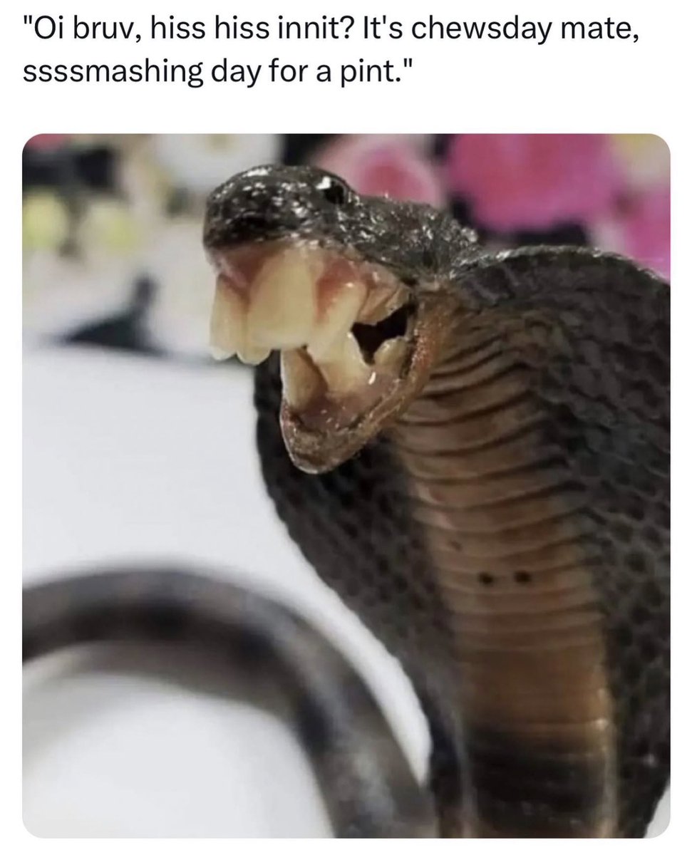 ThePolyphoni's tweet image. Hey @Triple_Gz1 can you confirm if this is what British snakes look like and address everyone? I’m sure @AimsTV and @DrLupo would like to know as well.