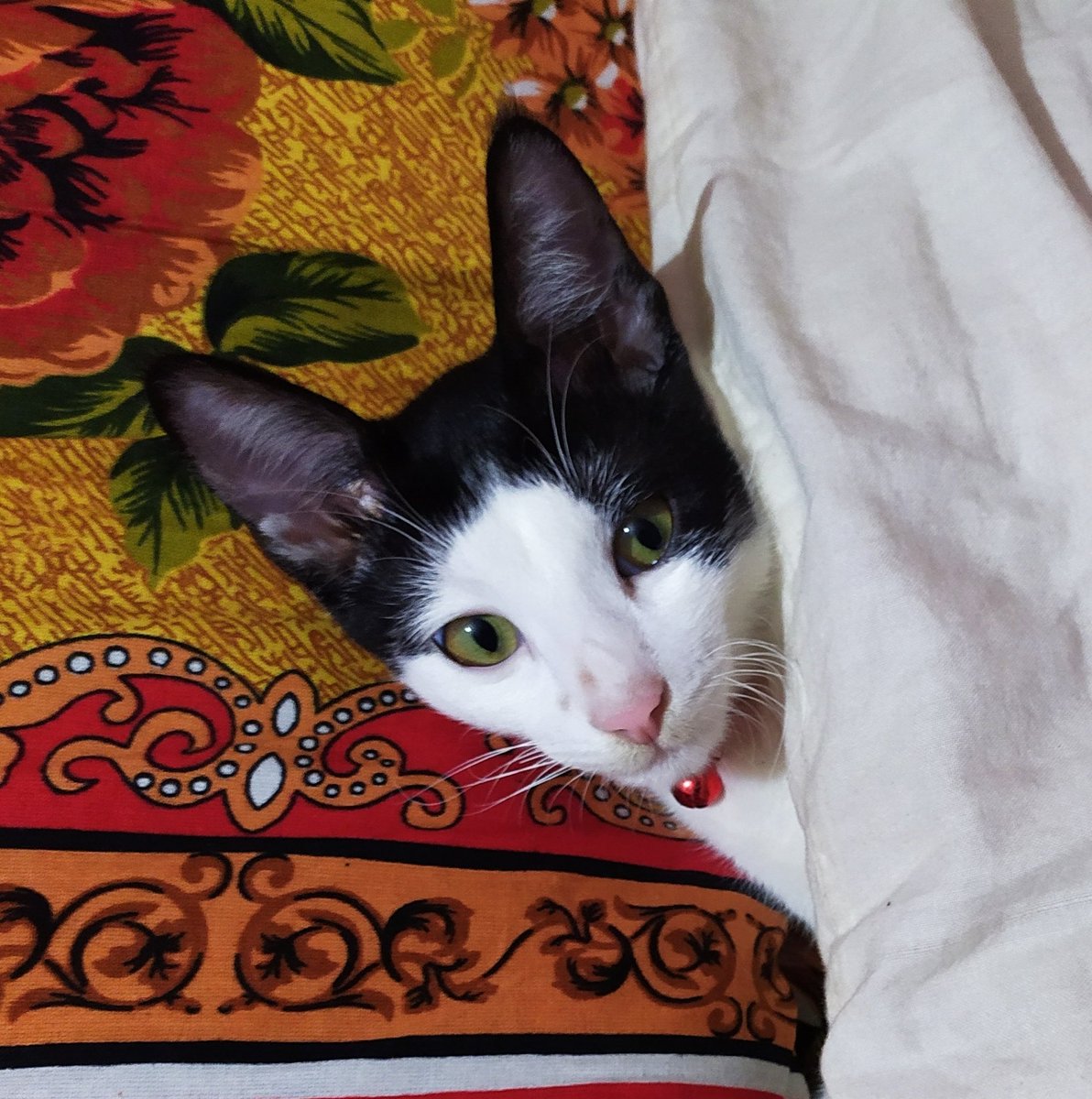 Sleeping challenge 😜
#CatsOfTwitter #cats #catlover #pet #petlover