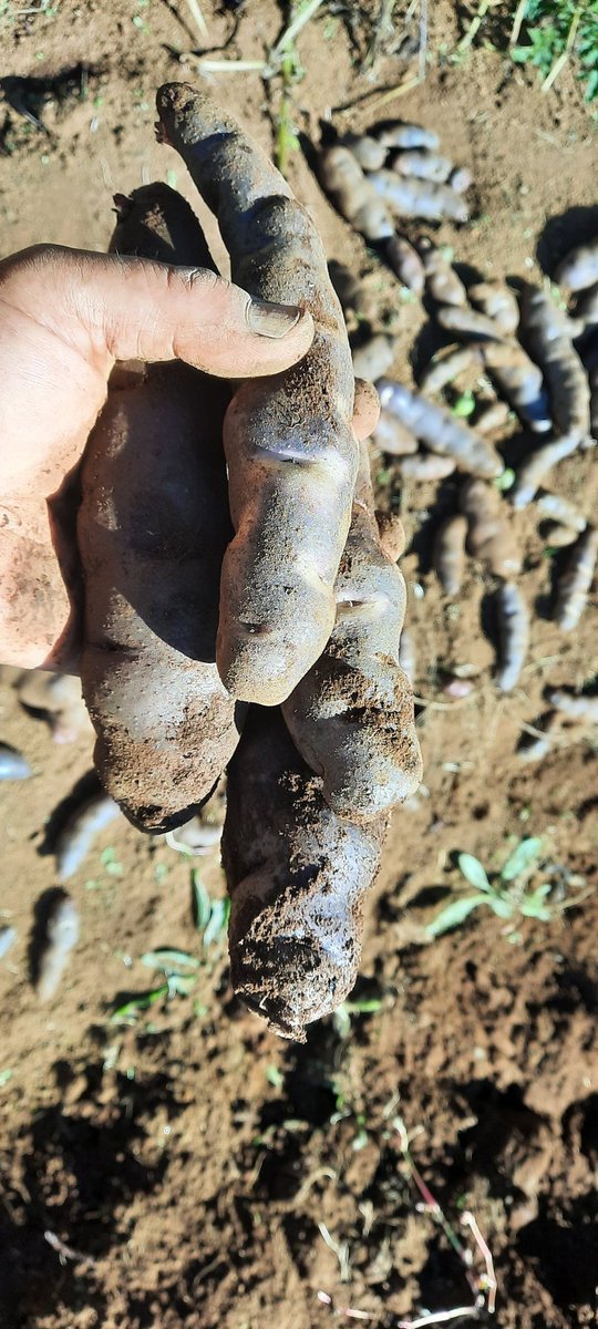 PuertoMontt_X's tweet photo. En #EcoWiluz se produce y se consumen #PapasChilotas #AgroEcologicas, sembrando con #AgriculturaRegenerativa
 con #MujerHuertera
#MásRegionalistasVerdes #FREVS https://t.co/x7MLgQ6n9U