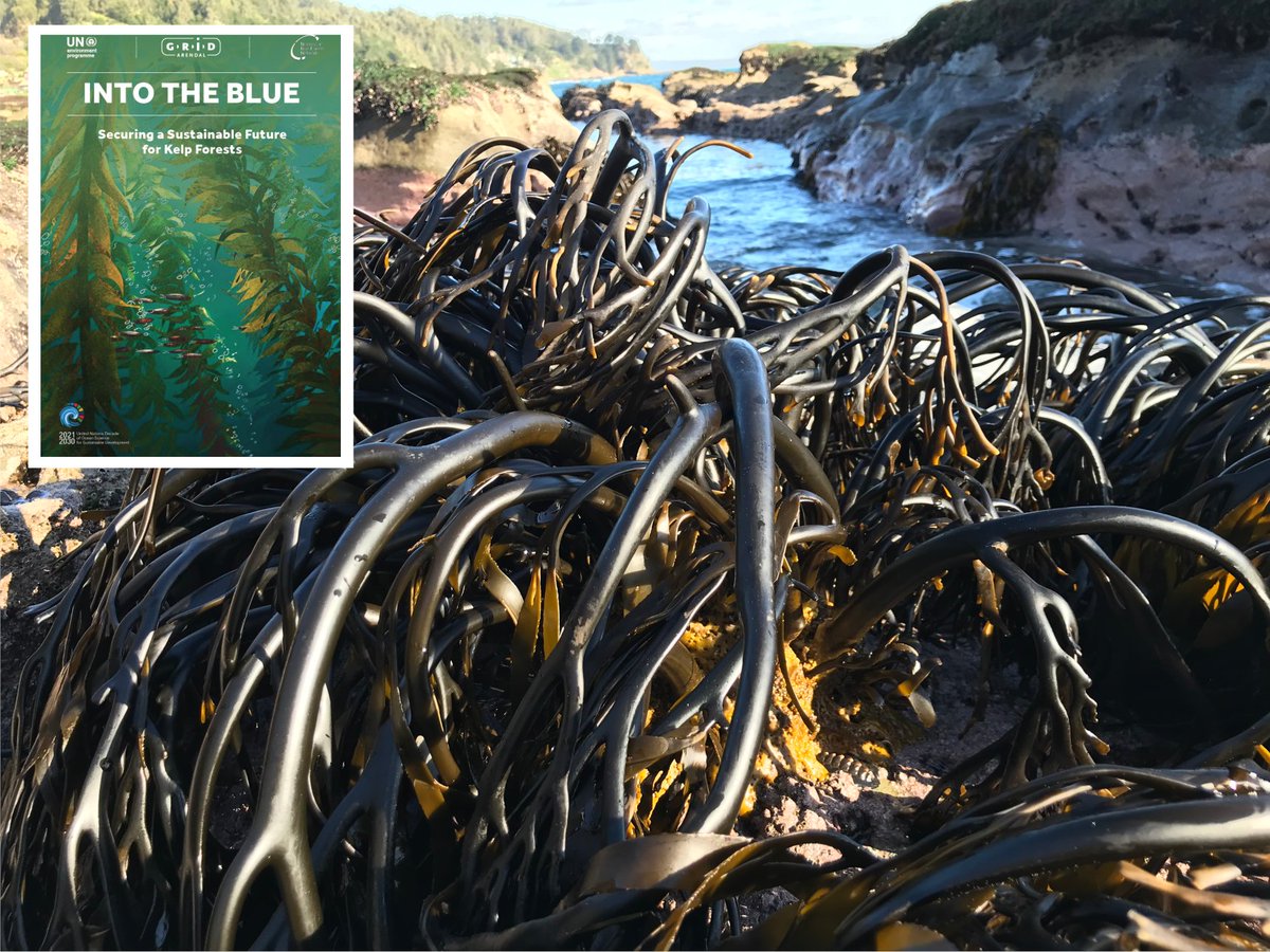 Último reporte de Programa de ONU para el 1/2 Ambiente "Into the Blue: Securing a Sustainable Future for Kelp Forests" menciona que "Lessonias" son las algas pardas de mayor extracción en el mundo. Triste record😰, ya que todo lo cosechado en 🇨🇱 proviene de poblaciones naturales.