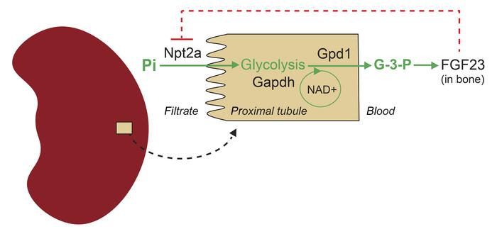 JCI - Kidney glycolysis serves as a mammalian phosphate sensor that maintains phosphate homeostasis jci.org/articles/view/…