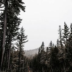 MoonlightAppeal's tweet photo. 🐺Leah Clearwater 
🐺Mature Writer 21+ 
🐺Storylines, Banter, Random 
🐺Twilight Roleplay 
🐺Sister to @YoungShifter 
🐺Member of Forbidden Passions

🐺The beast howls in my veins. https://t.co/sStyQ20KFw