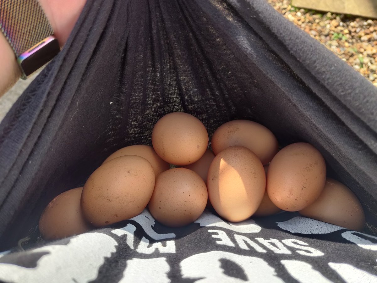 Mimez5's tweet photo. Looks like the end of #Flockdown has been great for the residents of #CluckinghamPalace these ladies are back on lay!! https://t.co/RG9ilGfB5u