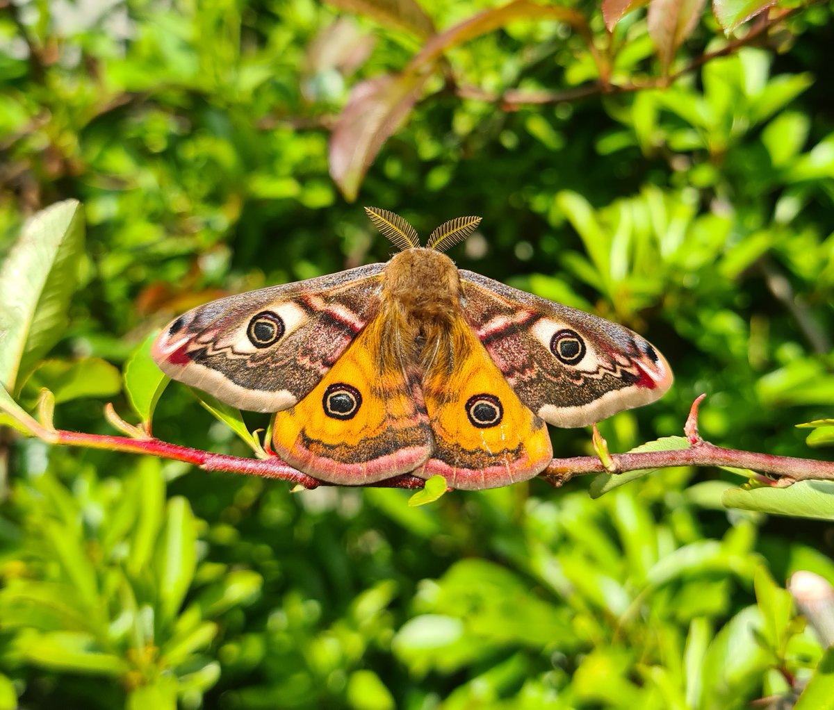 Nick_e_Robinson's tweet photo. Been using the lure in my #SouthNorwichGarden on and off for the past month and, finally, in came this beauty today on 29th April 2023. #Moths #MothsMatter #Moffs #Moffage #MoffsMatter https://t.co/Zhkb5ORRkF
