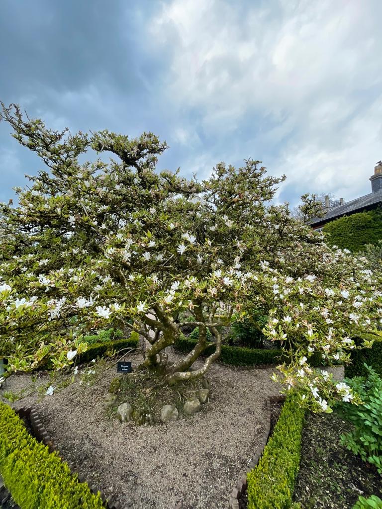 nationaltrust's tweet photo. Stop and smell the sweet aroma of spring - Northern Ireland is positively blossoming right now.

Photos: Castle Ward and Rowallane Garden #BlossomWatch https://t.co/1NhkthA1vd