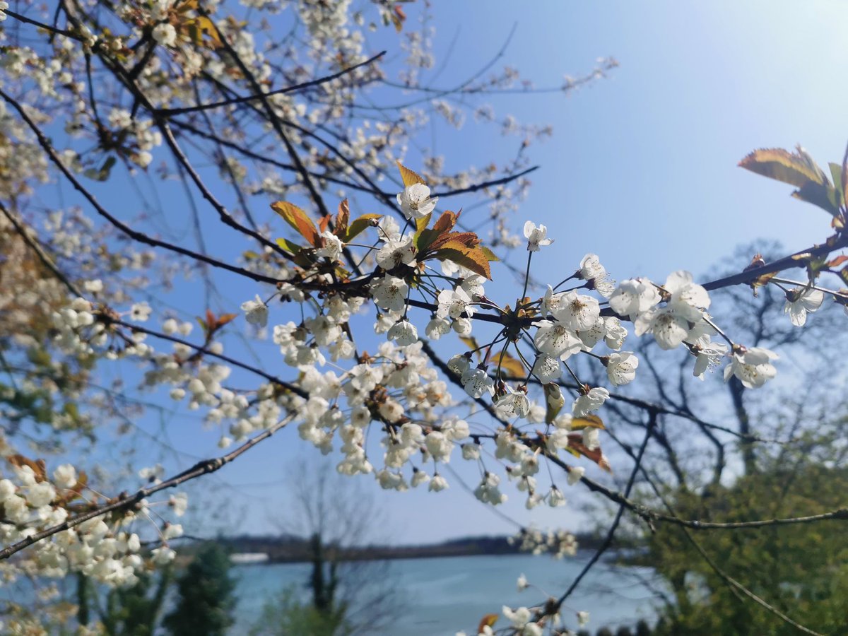 nationaltrust's tweet photo. Stop and smell the sweet aroma of spring - Northern Ireland is positively blossoming right now.

Photos: Castle Ward and Rowallane Garden #BlossomWatch https://t.co/1NhkthA1vd
