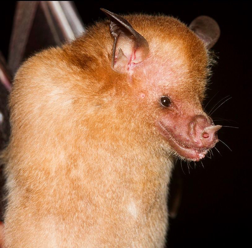 Happy #baturday! Today, we want to introduce you to the fascinating brown flower bat (Erophylla bombifrons), which is native to Hispaniola (in Haiti and the Dominican Republic) and Puerto Rico. 

To learn more: instagram.com/p/CroLTjvx7BI/…

Photo credit: Porlanaturaleza