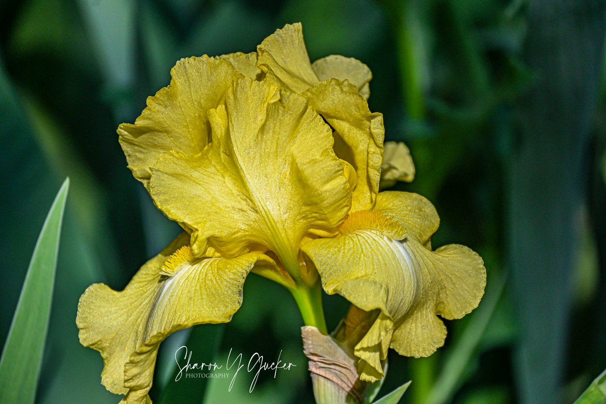 Iris
#flower #flowerphotography #flowers #yellowflower #iris #nature #naturephotography #naturelovers #botany #botanyphotography #beautyinnature #irisflower #Nikon #nikonphotography #nikoncreators #macrophoto #ThePhotoHour #picoftheday #TwitterNatureCommunity #macroflower