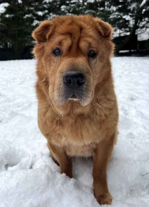 AdoptionsUk's tweet photo. Please retweet to help Esme find a home #KENT #UK

Beautiful Shar Pei aged 7, she is stressed in kennels She is not keen on other dogs and is looking for a loving home that can give her plenty of walks and TLC
  
DETAILS or APPLY  👇
https://t.co/isJIm3dPz0
#dogs #SharPei https://t.co/6OCsPE0qqT