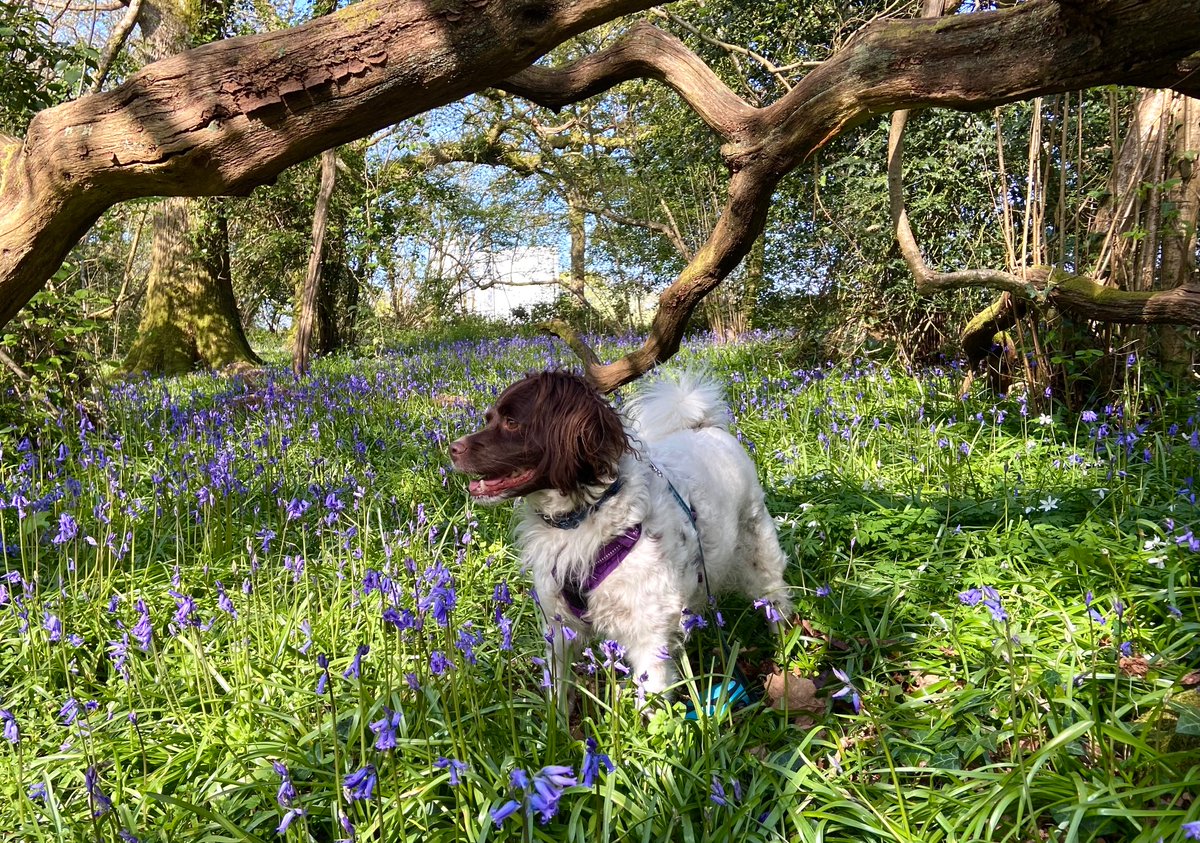 YogiKate_Physio's tweet image. Sunny afternoon meant I had to go check out the bluebells. Bonus sighting of a baby owl sitting on the edge of its box! Wow! #NHS1000miles #BabyOwl #RescueDog #Bluebells