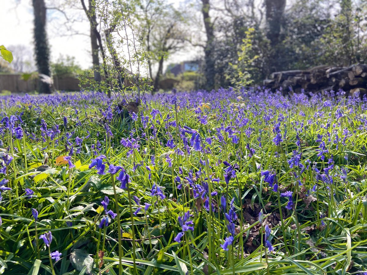 YogiKate_Physio's tweet image. Sunny afternoon meant I had to go check out the bluebells. Bonus sighting of a baby owl sitting on the edge of its box! Wow! #NHS1000miles #BabyOwl #RescueDog #Bluebells
