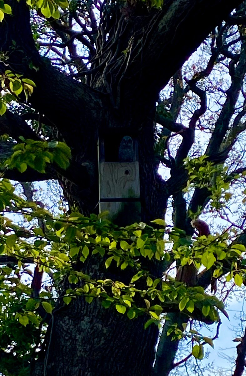 YogiKate_Physio's tweet image. Sunny afternoon meant I had to go check out the bluebells. Bonus sighting of a baby owl sitting on the edge of its box! Wow! #NHS1000miles #BabyOwl #RescueDog #Bluebells