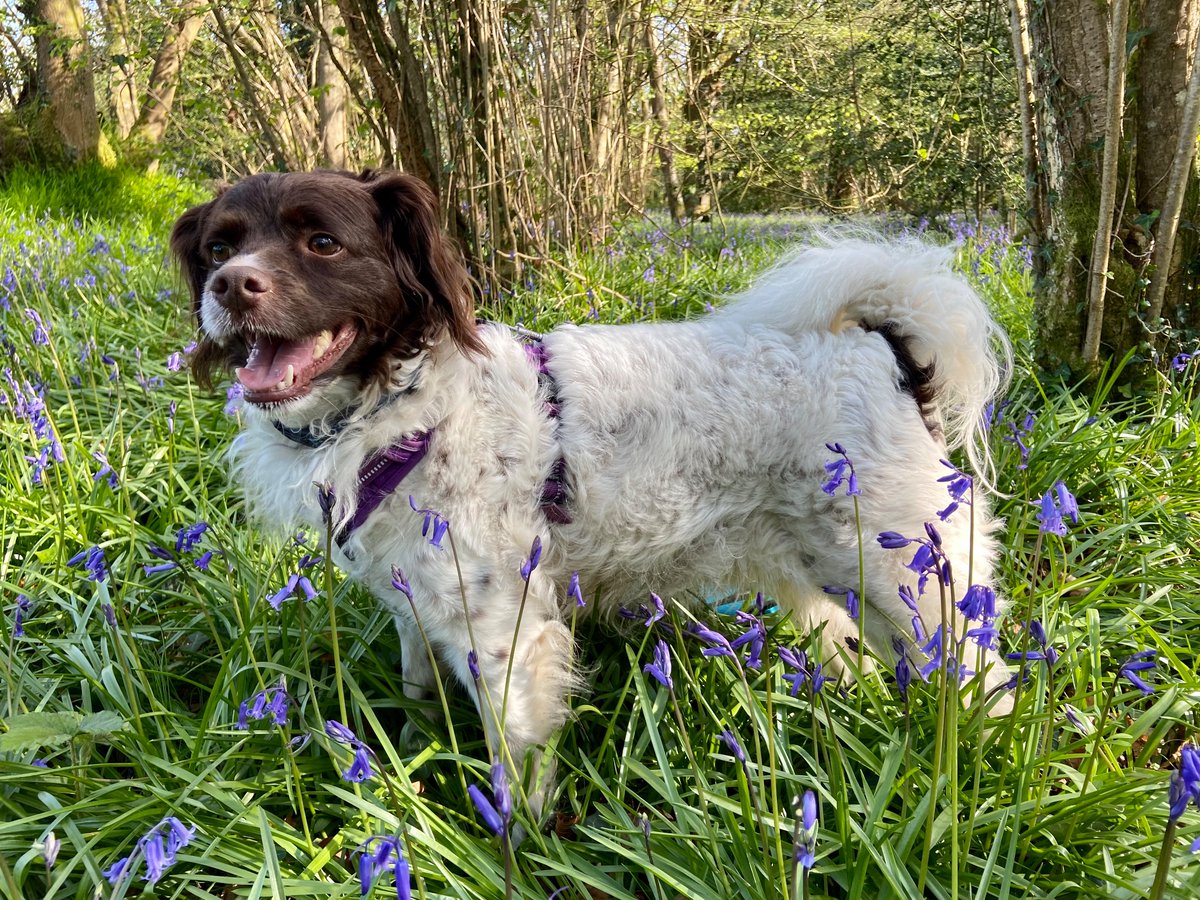 YogiKate_Physio's tweet image. Sunny afternoon meant I had to go check out the bluebells. Bonus sighting of a baby owl sitting on the edge of its box! Wow! #NHS1000miles #BabyOwl #RescueDog #Bluebells