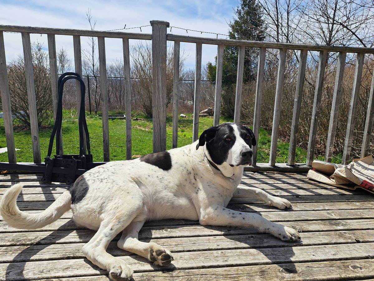 A sunny day and long walk at Point Pleasant for this guy's 12th birthday!  Up later, blue cheese to celebrate 🍾