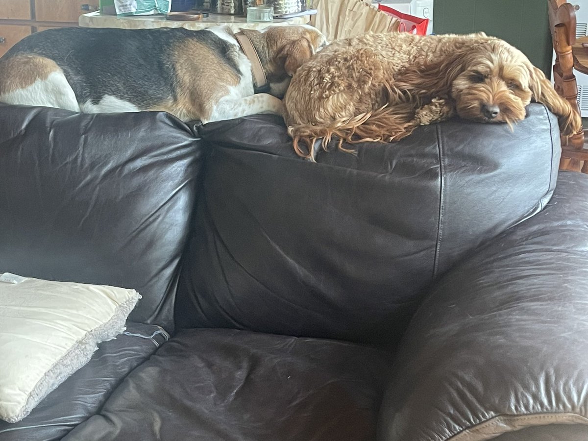 SspYoda's tweet photo. Using SSP with my dogs. had never slept close together but now have twice in 2 days! Feel safer in the world with social engagements systems more on board. And no longer reacting to thunder! #socialanxiety  #neurodivergent #integratedlisteningsystems #adhd #misophonia #anxiety https://t.co/mQmuNJsDaW