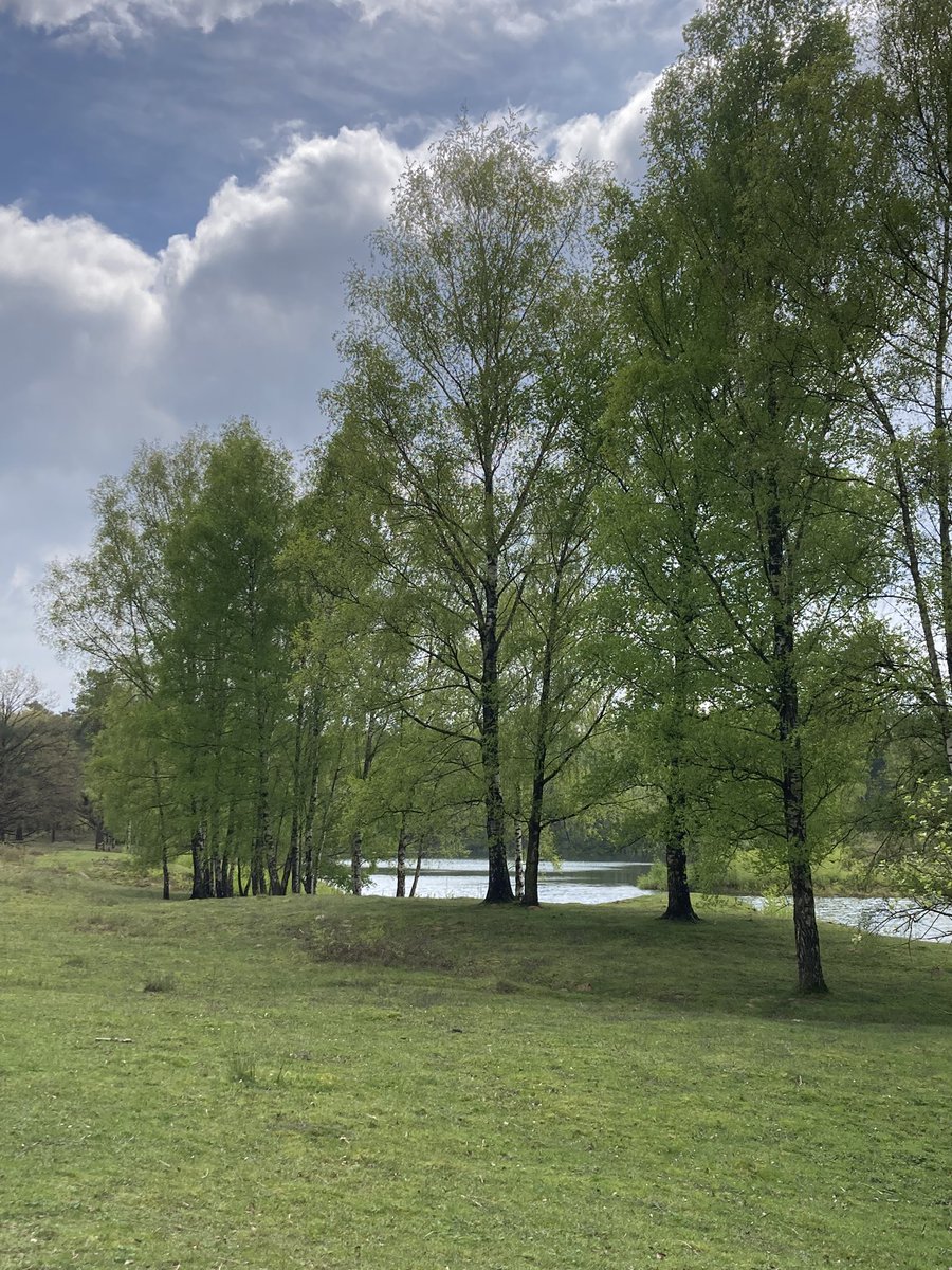 Walk in the woods 🙏 #spring