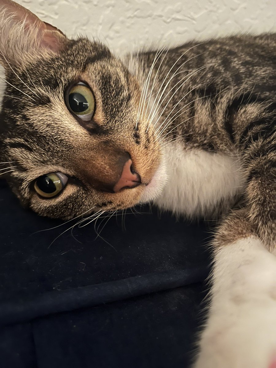 relonoshi's tweet photo. look at how beautiful my son is https://t.co/rUQbw3Fxkm