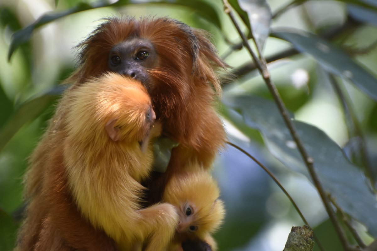 Save the Golden Lion Tamarin recognized with a Disney Conservation Fund grant for "supporting efforts in Brazil to restore and connect enough forest fragments and golden lion tamarin populations to save the species from extinction." savetheliontamarin.org
#DisneyConservation