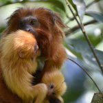 Photo by Save the GLT (@SaveTheGLT)