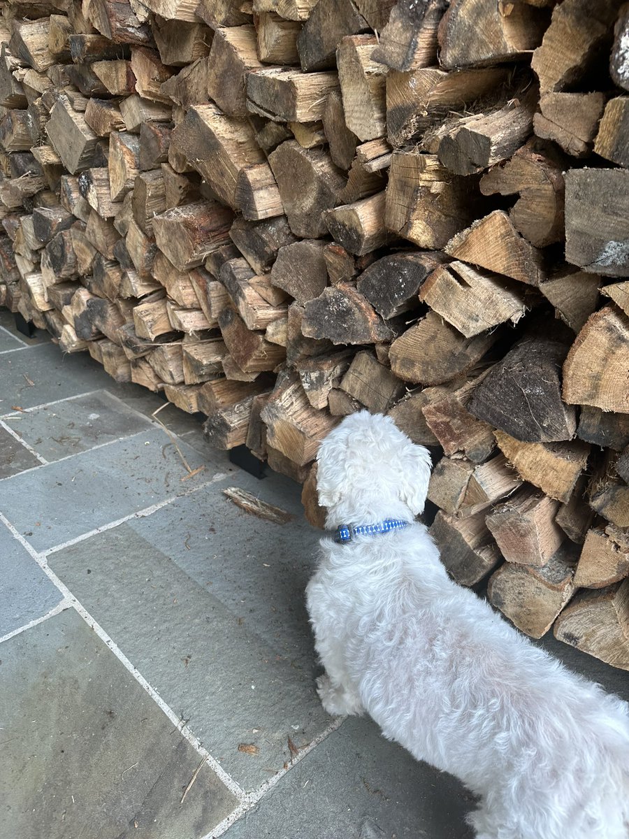 Spent my morning stacking fire wood. Admiring my accomplishments now