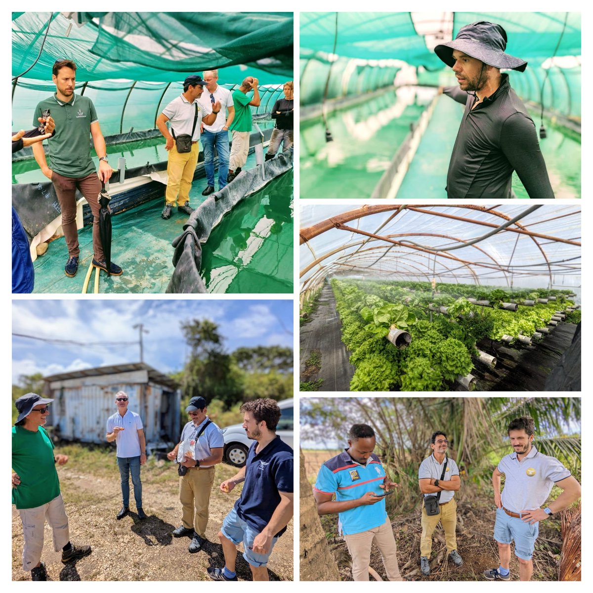 BiOPONi_fr's tweet photo. @BiOPONi Caraïbes en visite de terrain chez des participants de nos sessions de formation à l'aquaponie professionnelle de Guadeloupe.
Merci au GAEC de Chabert pour la présentation de leur production de salades en hydroponie 🌱 et de spiruline !
Les pionniers de l'Aquaponie... https://t.co/4gNq2YhIqS