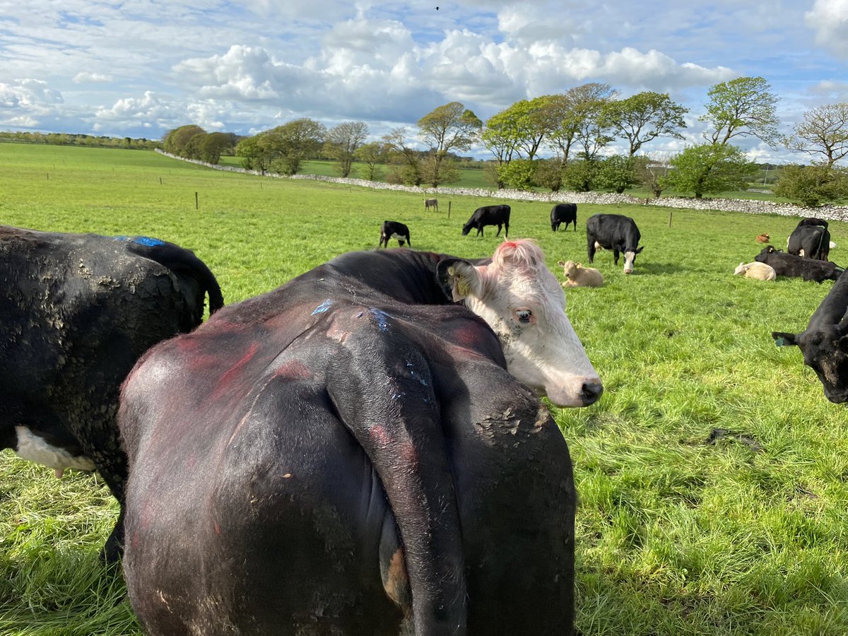 A week into breeding now on #newforddemo and 42 cows served. Hard miss them between the tail paint and the chin ball on the bulls. Hear all about it at our upcoming open day on May 23rd 👍🏼