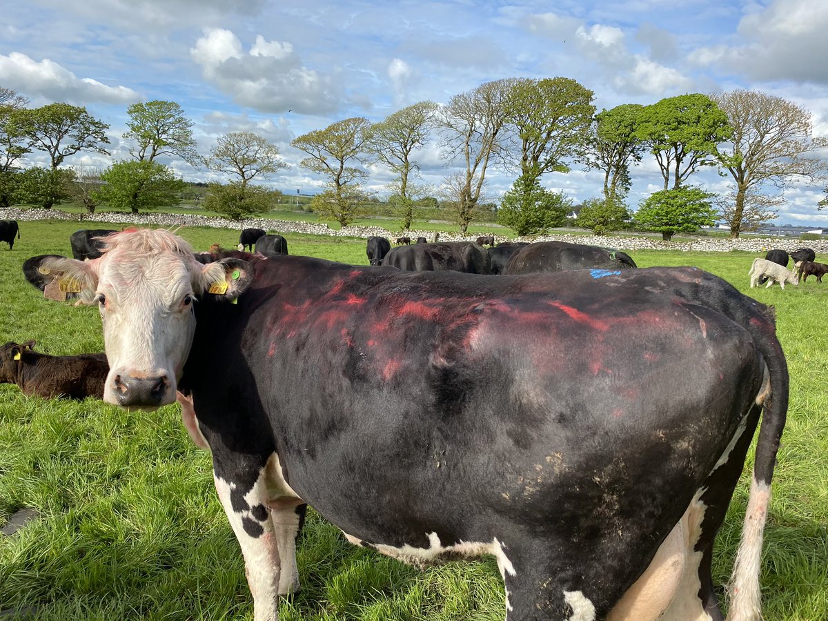 StephenFrend's tweet photo. A week into breeding now on #newforddemo and 42 cows served. Hard miss them between the tail paint and the chin ball on the bulls. Hear all about it at our upcoming open day on May 23rd 👍🏼 https://t.co/HuJRKimNaP