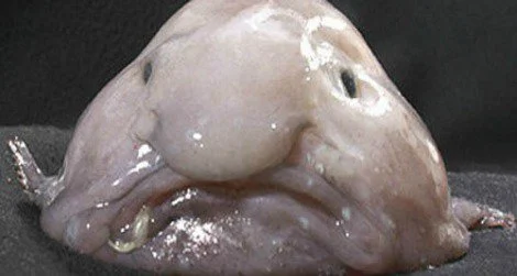 Conor Henry on X: Quick heads up, the commonly used image of the blobfish  underwater is not the same species as the famous pink blopfish photo. That  would the blob sculpin which