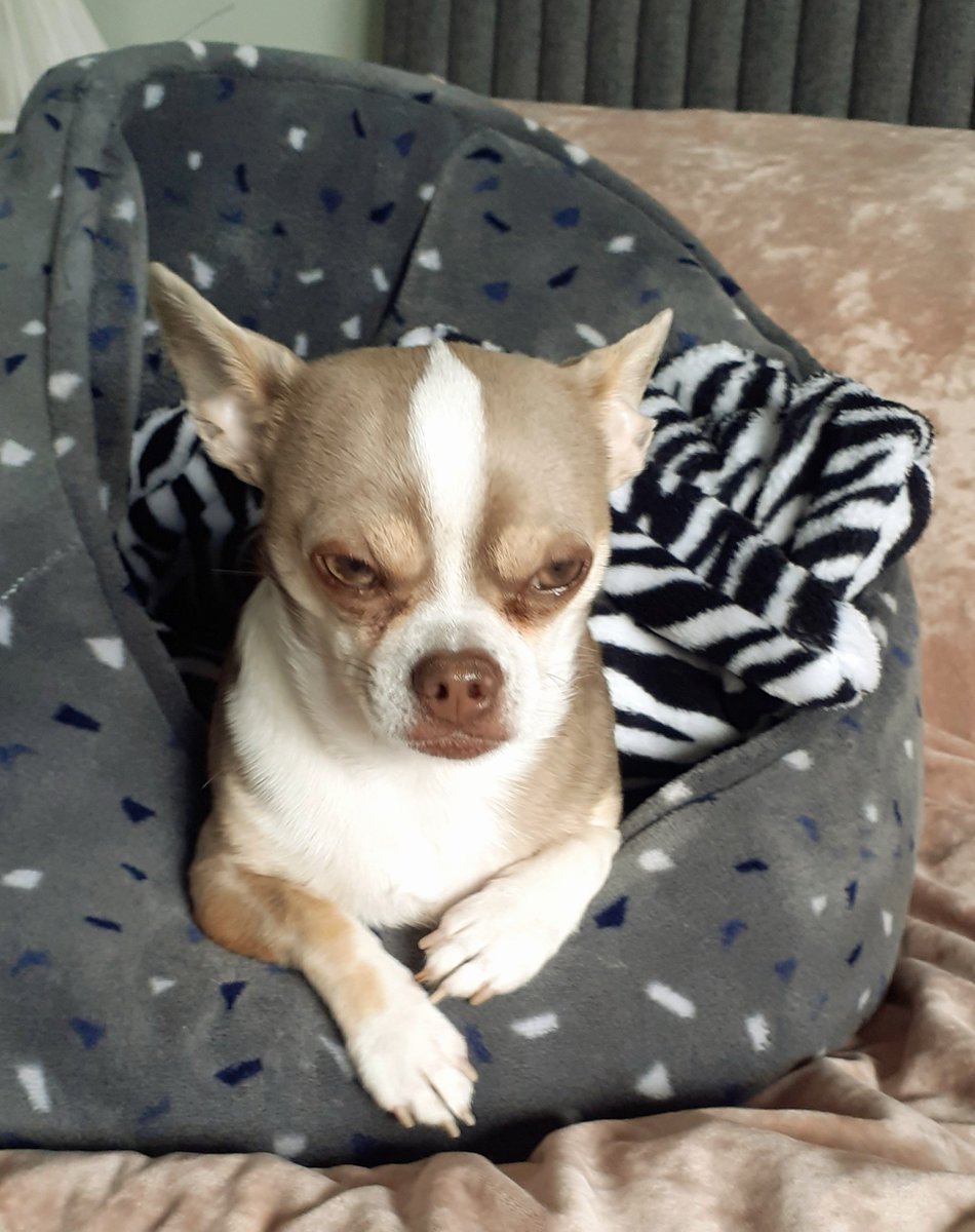 It's Saturday night and I'm still waiting for my night time treat 🤔🍗 come on Daddy 🤣 #dogsoftwitter #ZSHQ #chisquad #SaturdayVibes