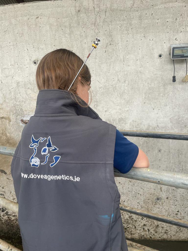 airam1508's tweet photo. When your favourite cows bulling and your dads the technician @doveagenetics #teamdairy #irishdairyfarming #grasstomilk #itishdairy https://t.co/Kb6Na5i0Bv