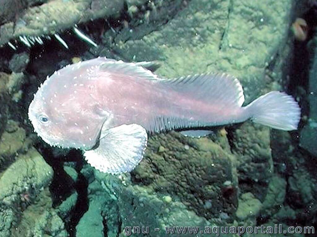 Conor Henry on X: Quick heads up, the commonly used image of the blobfish  underwater is not the same species as the famous pink blopfish photo. That  would the blob sculpin which