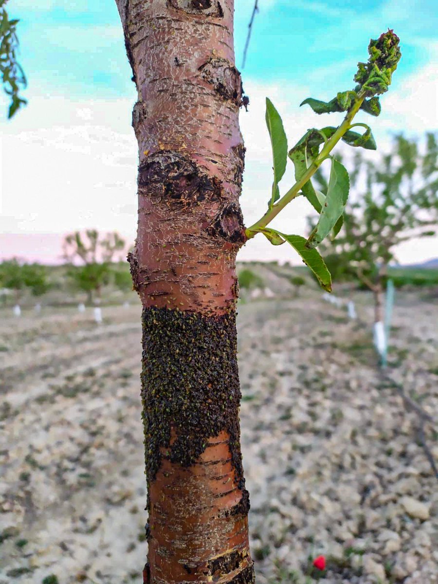 JAVARKES's tweet photo. Control de #pulgones trepadores mediante el uso de cola entomológica #agriculturaecológica #Pegafit #Almendro https://t.co/15CB4wuyk0