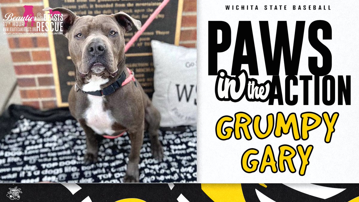 Even Grumpy Gary is excited about this weather 😂 

Proud to partner with <a href="/beautiesrescue/">Beauties And Beasts Inc</a> for today's Bark in the Park!