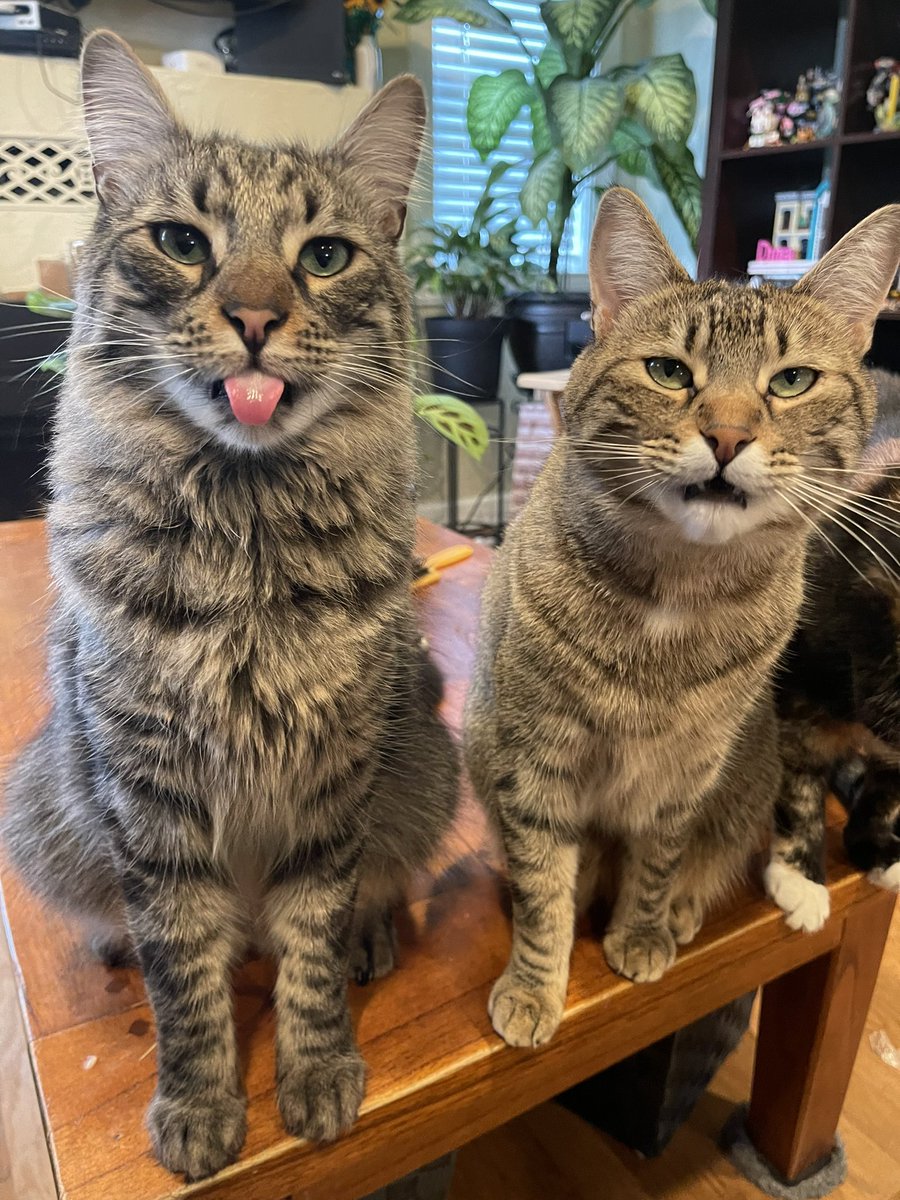 #PhotoChallenge2023April 
Day 29: Smell drunk
Smell drunk?! Umm… we don’t know what that means. We’re only 2 years old!-Sunny☀️ and Basil🌿
#CatsOfTwitter #cats #Caturday #CatsAreFamily