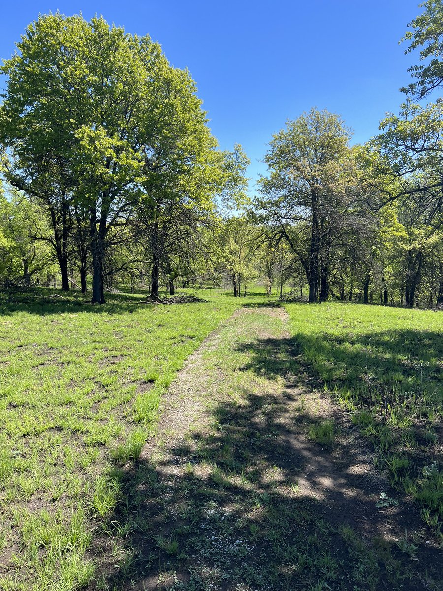 Beautiful spring hike with small but ever-present threat of “loose” #megafauna.  Oklahoma always with hidden surprises.  #tallgrass