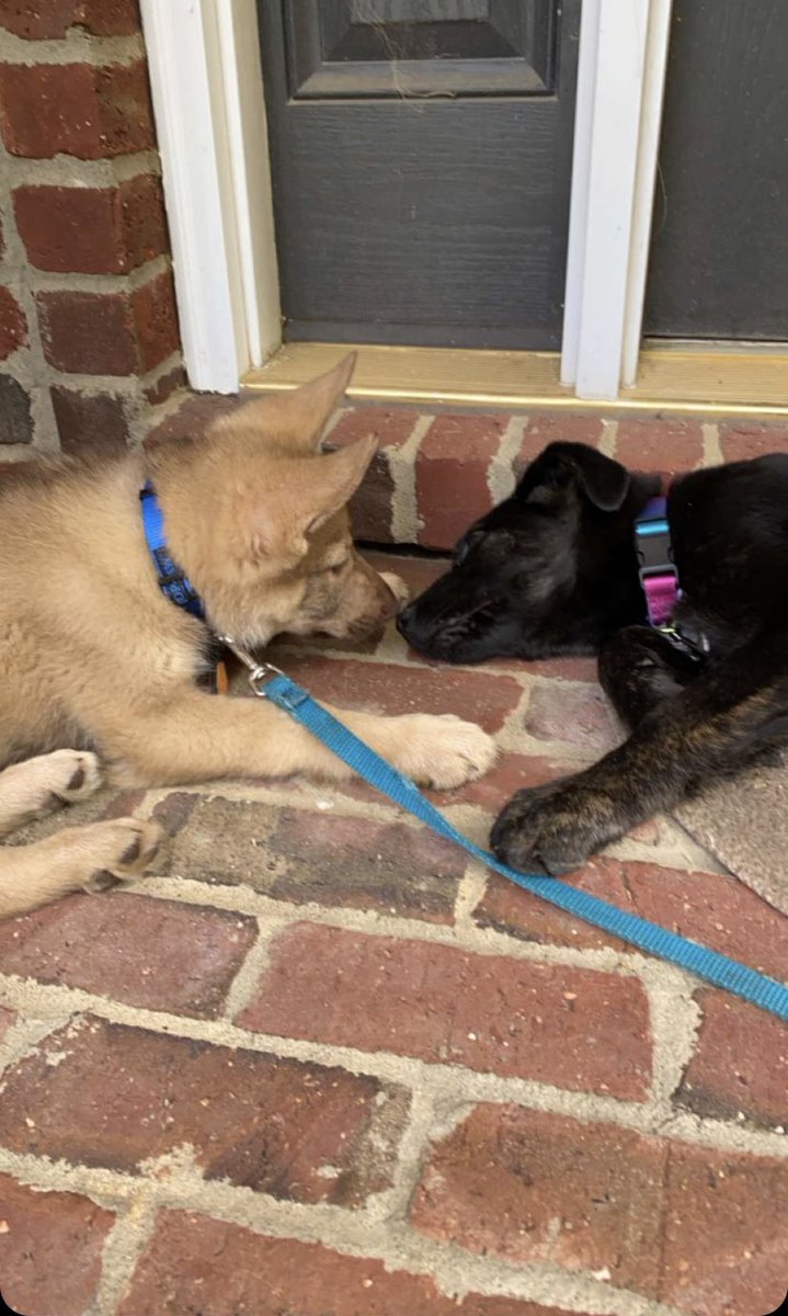 meggiebeth96's tweet photo. So my new puppy and my sister’s puppy are bffs 🥹 https://t.co/M8GxmAgKt3