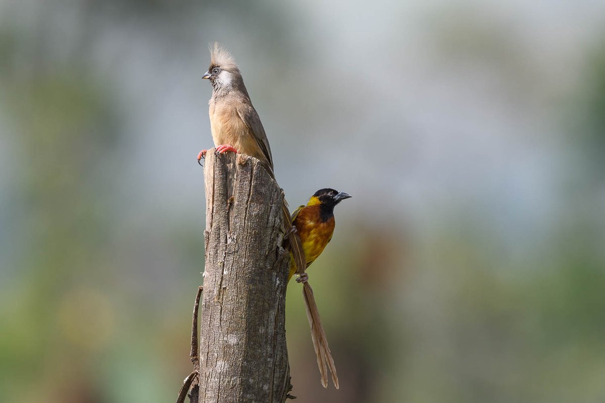 arshleybrian7's tweet photo. When the situation brings you to sharing rather than wondering..
The photo is evident.
#birdlife #BirdsSeenIn2023 #Trending #booksafari #Amazing #naturelovers #bestphoto #visituganda https://t.co/yodiAWkjoR